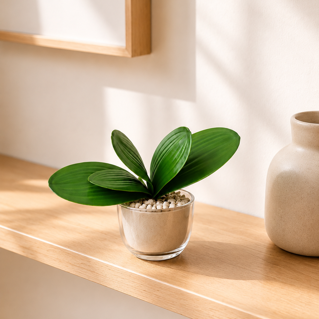 Petites plantes