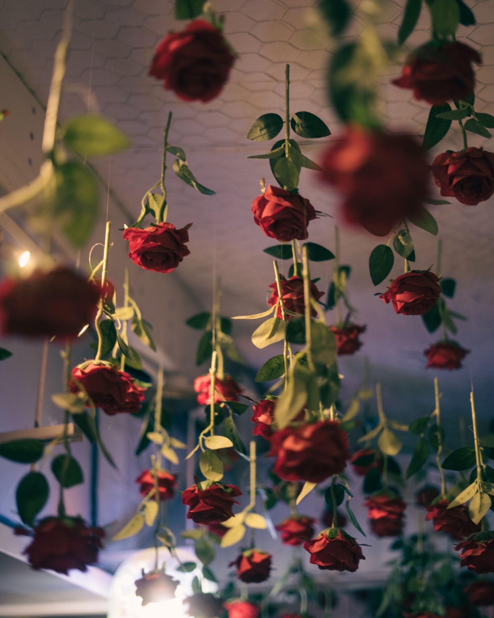 Roses
